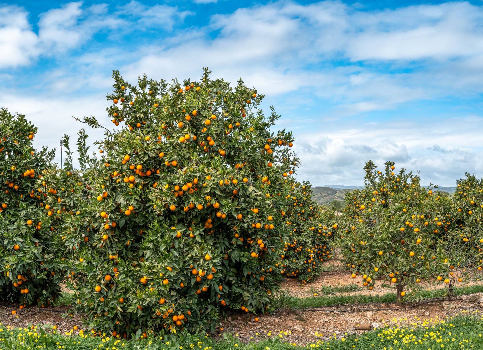 Orange groves of Eastern Algarve
